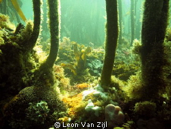 Kelp forest, One of my favorite diving spots in Hermanus ... by Leon Van Zijl 
